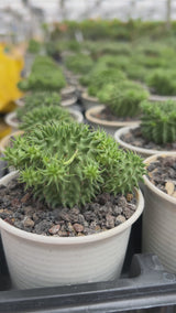 Euphorbia susannae Seeds-Euphorbia-video-3