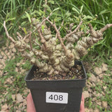 Senna meridionalis-Senna-H4-6cm&W15-20cm-video-6