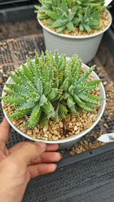 Aloe brevifolia