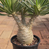 Pachypodium rosulatum var. gracilius-Pachypodium-video-29