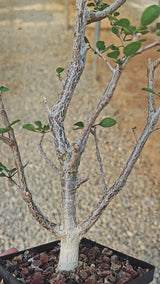 Euphorbia agatheae
