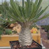 Pachypodium rosulatum var. gracilius-Pachypodium-video-68