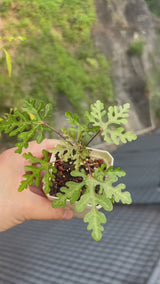 Adenia sp.nova-Adenia-video-4