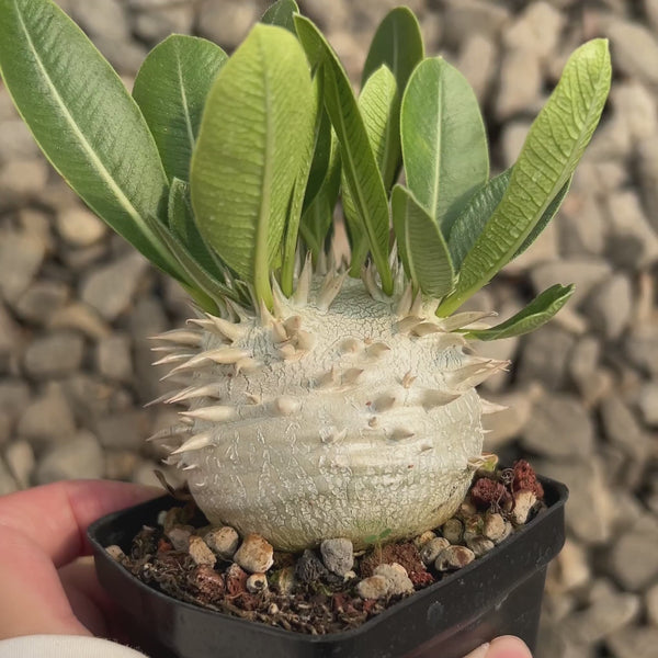 Pachypodium eburneum-Pachypodium-H4-6cm-image-2
