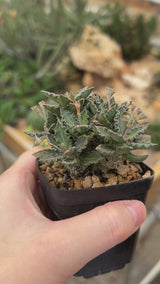 Euphorbia tulearensis-Euphorbia-video-37