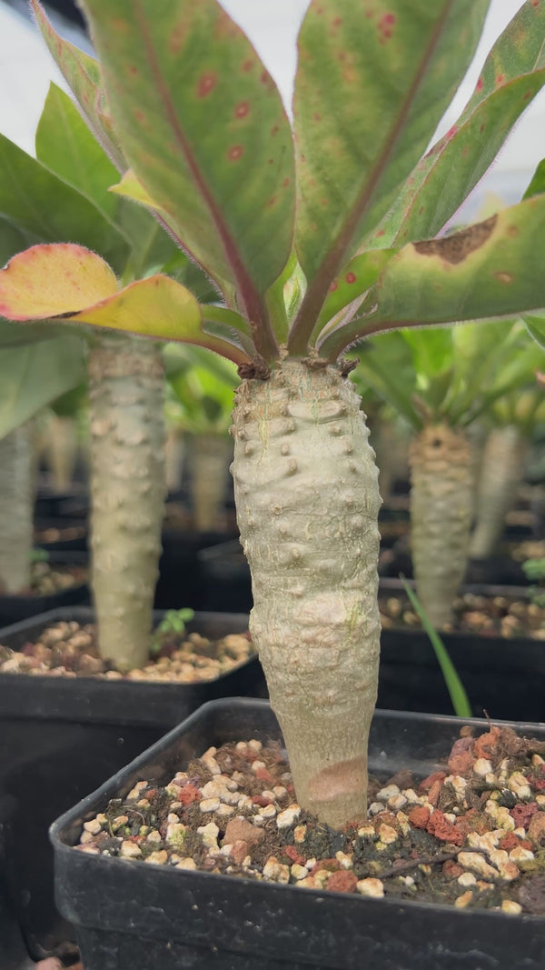 Euphorbia ankarensis Seeds-Euphorbia-image-2