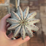 Euphorbia horrida-Euphorbia-W3-4CM-video-15