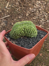 Euphorbia valida-Euphorbia-W4-5CM&W6-7CM-video-4