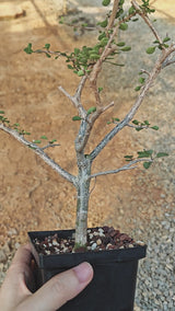 Euphorbia agatheae
