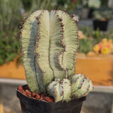 Euphorbia horrida-Euphorbia-W3-4CM-video-20