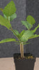Bursera schlechtendalii 31