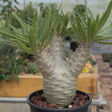 Pachypodium rosulatum var. gracilius-Pachypodium-video-24