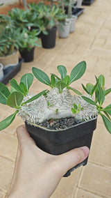 Pachypodium brevicaule 14