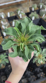 Pachypodium namaquanum-Pachypodium-image-7