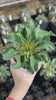 Pachypodium namaquanum