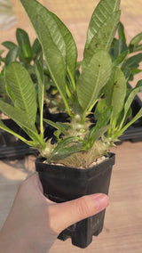Pachypodium baronii var.windsorii-Pachypodium-W3.5-4cm-video-15