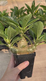 Pachypodium baronii var.windsorii-Pachypodium-W3.5-4cm-video-12