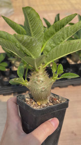 Pachypodium baronii var.windsorii-Pachypodium-W3.5-4cm-video-3