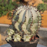 Euphorbia horrida-Euphorbia-W3-4CM-video-11