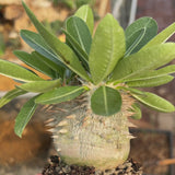 Pachypodium eburneum-Pachypodium-H4-6cm-video-14