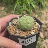 Pseudolithos migiurtinus-Pseudolithos-video-18