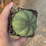 Euphorbia obesa-Euphorbia-W4-5cm-video-21