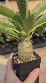 Pachypodium baronii var.windsorii-Pachypodium-W3.5-4cm-video-6
