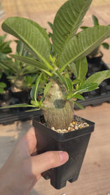 Pachypodium baronii var.windsorii-Pachypodium-W3.5-4cm-video-21