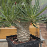 Pachypodium rosulatum var. gracilius-Pachypodium-video-62