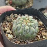 Copiapoa cinerea-W3.5-4.5cm-video-27