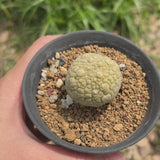 Pseudolithos migiurtinus-Pseudolithos-video-16