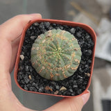 Euphorbia obesa | Crested-Euphorbia-W4-5cm-video-14