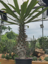 Pachypodium ambongense-Pachypodium-H20-25cm-image-8