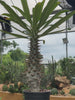 Pachypodium ambongense