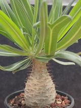 Pachypodium rosulatum var. gracilius-Pachypodium-image-45