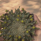 Euphorbia gorgonis-Euphorbia-W8-10cm-video-8