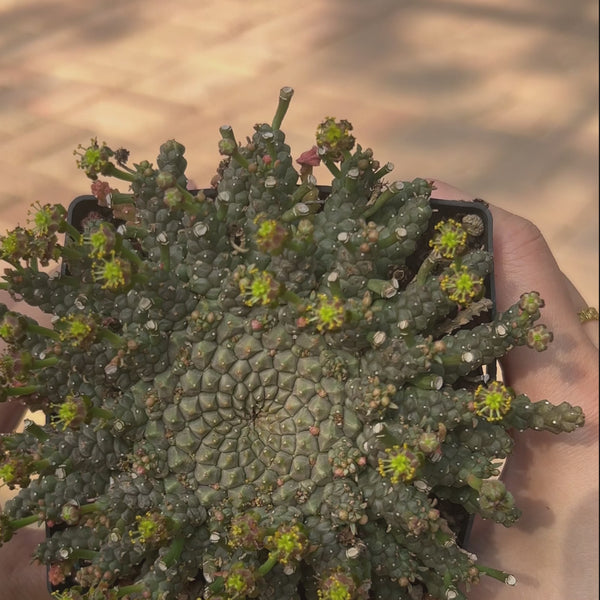 Euphorbia gorgonis-Euphorbia-W8-10cm-image-8