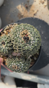 Ariocarpus kotschoubeyanus var. elephantidens