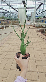 Adenia globosa-Adenia-W4-4.5cm-video-15