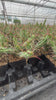 Euphorbia kalisana