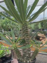 Pachypodium ambongense-Pachypodium-H20-25cm-image-20