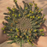 Euphorbia gorgonis-Euphorbia-W8-10cm-video-10