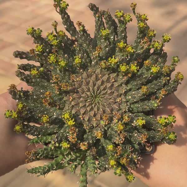 Euphorbia gorgonis-Euphorbia-W8-10cm-image-10