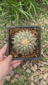 Copiapoa cinerea-Copiapoa-W3.5-4.5cm-video-3