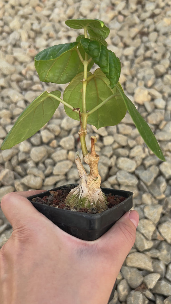 Matelea cyclophylla-Matelea-W3cm-image-2