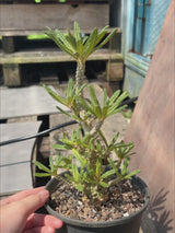 Dorstenia gigas bullata-Dorstenia-H15cm-video-14