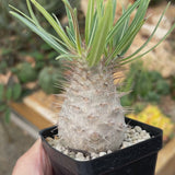Pachypodium rosulatum var. gracilius-Pachypodium-video-6