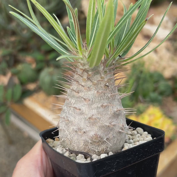 Pachypodium rosulatum var. gracilius-Pachypodium-image-6