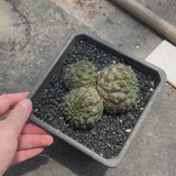 Euphorbia gymnocalycioides | Crested-Euphorbia-video-8