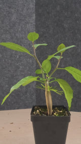 Bursera schlechtendalii